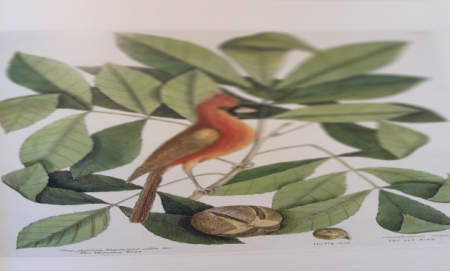 Konkurs - Ilustracja do książki przyrodniczej